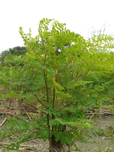 ¿Qué es la moringa y por qué todos están hablando de ella?