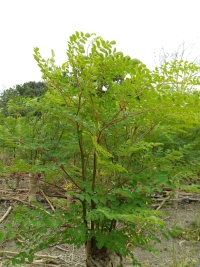 ¿Qué es la moringa y por qué todos están hablando de ella?